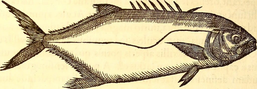 An illustration from Gvlielmi Rondeletii ... Libri de piscibus marinis, in quibus veræ piscium effigies expressæ sunt .., 1554, leaf 273
