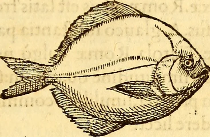 An illustration from Gvlielmi Rondeletii ... Libri de piscibus marinis, in quibus veræ piscium effigies expressæ sunt .., 1554, leaf 276