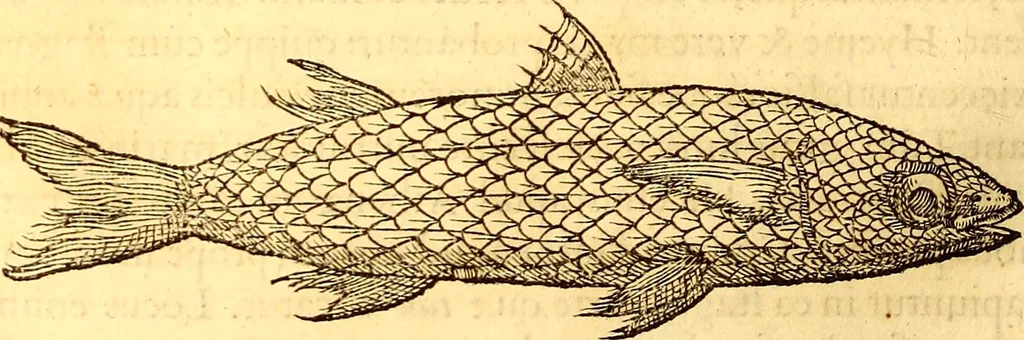 An illustration from Gvlielmi Rondeletii ... Libri de piscibus marinis, in quibus veræ piscium effigies expressæ sunt .., 1554, leaf 281
