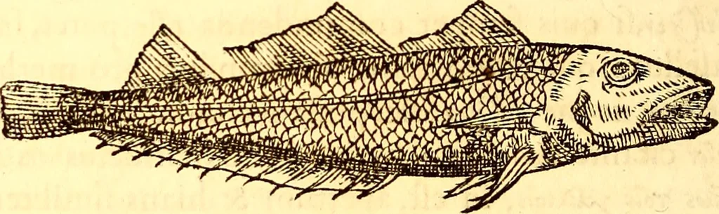 An illustration from Gvlielmi Rondeletii ... Libri de piscibus marinis, in quibus veræ piscium effigies expressæ sunt .., 1554, leaf 295