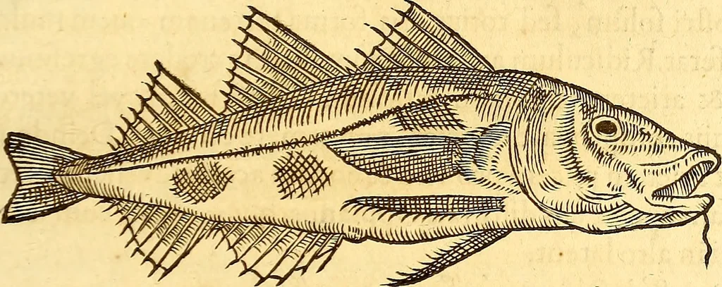 An illustration from Gvlielmi Rondeletii ... Libri de piscibus marinis, in quibus veræ piscium effigies expressæ sunt .., 1554, leaf 296