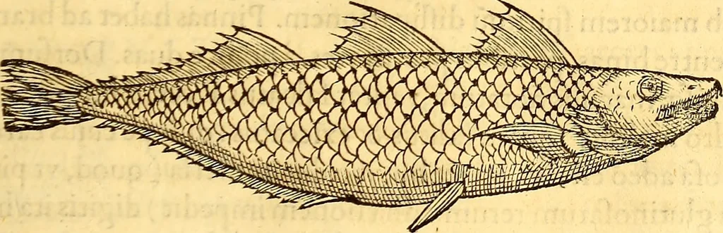 An illustration from Gvlielmi Rondeletii ... Libri de piscibus marinis, in quibus veræ piscium effigies expressæ sunt .., 1554, leaf 298