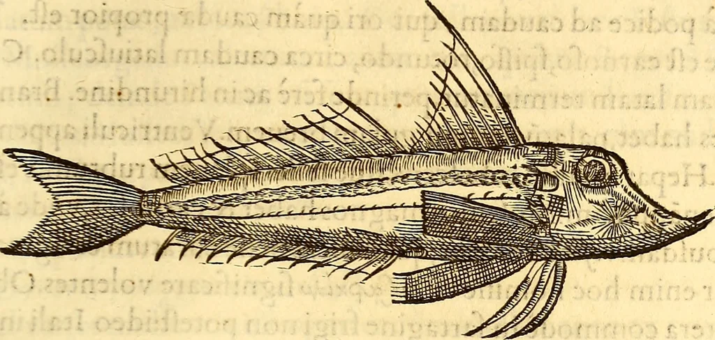 An illustration from Gvlielmi Rondeletii ... Libri de piscibus marinis, in quibus veræ piscium effigies expressæ sunt .., 1554, leaf 306