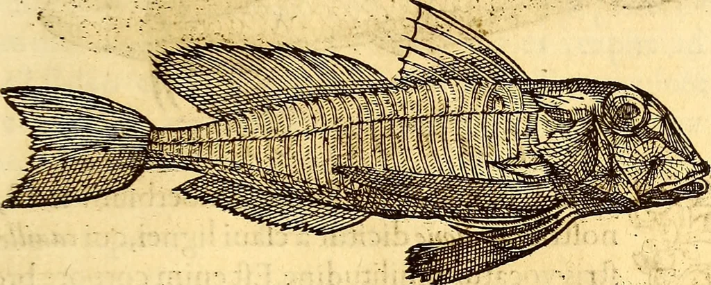An illustration from Gvlielmi Rondeletii ... Libri de piscibus marinis, in quibus veræ piscium effigies expressæ sunt .., 1554, leaf 314