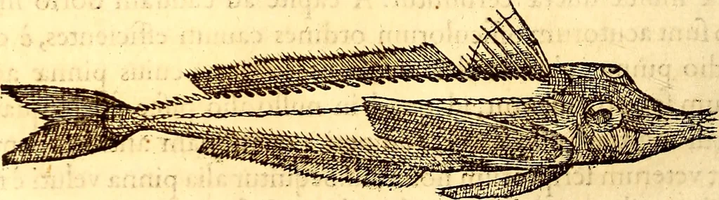 An illustration from Gvlielmi Rondeletii ... Libri de piscibus marinis, in quibus veræ piscium effigies expressæ sunt .., 1554, leaf 315