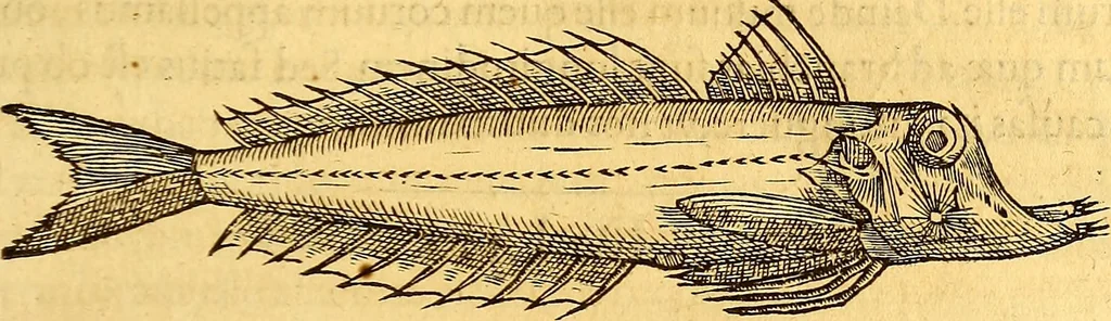 An illustration from Gvlielmi Rondeletii ... Libri de piscibus marinis, in quibus veræ piscium effigies expressæ sunt .., 1554, leaf 316