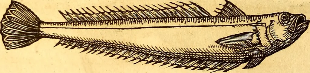 An illustration from Gvlielmi Rondeletii ... Libri de piscibus marinis, in quibus veræ piscium effigies expressæ sunt .., 1554, leaf 319