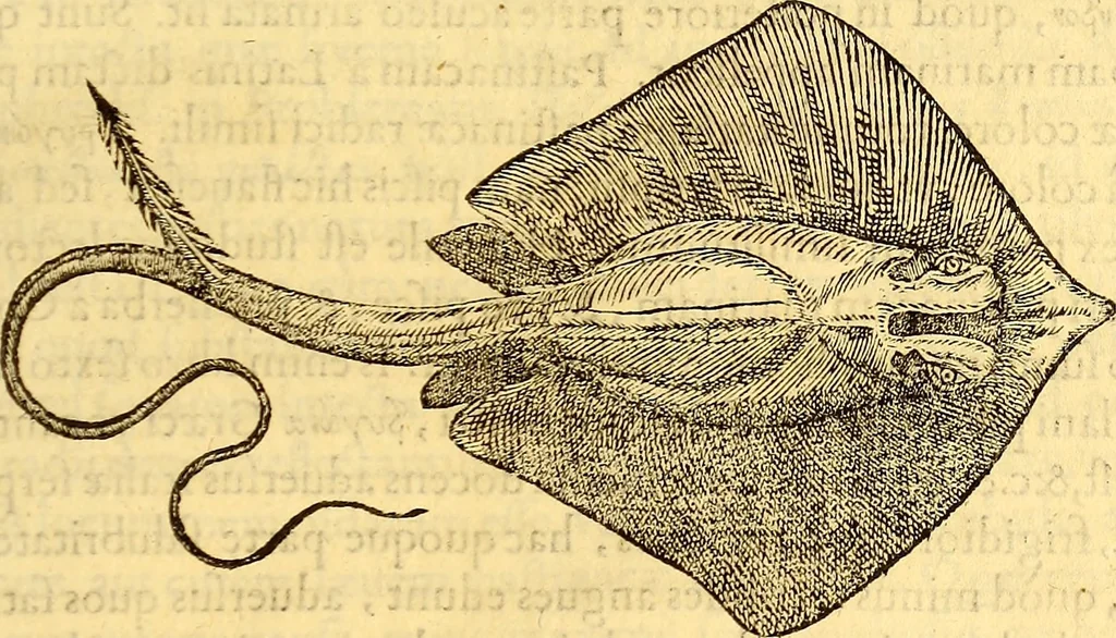 An illustration from Gvlielmi Rondeletii ... Libri de piscibus marinis, in quibus veræ piscium effigies expressæ sunt .., 1554, leaf 350