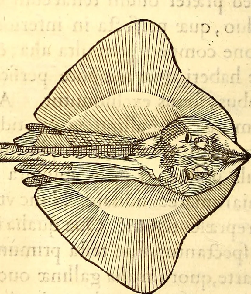 An illustration from Gvlielmi Rondeletii ... Libri de piscibus marinis, in quibus veræ piscium effigies expressæ sunt .., 1554, leaf 363