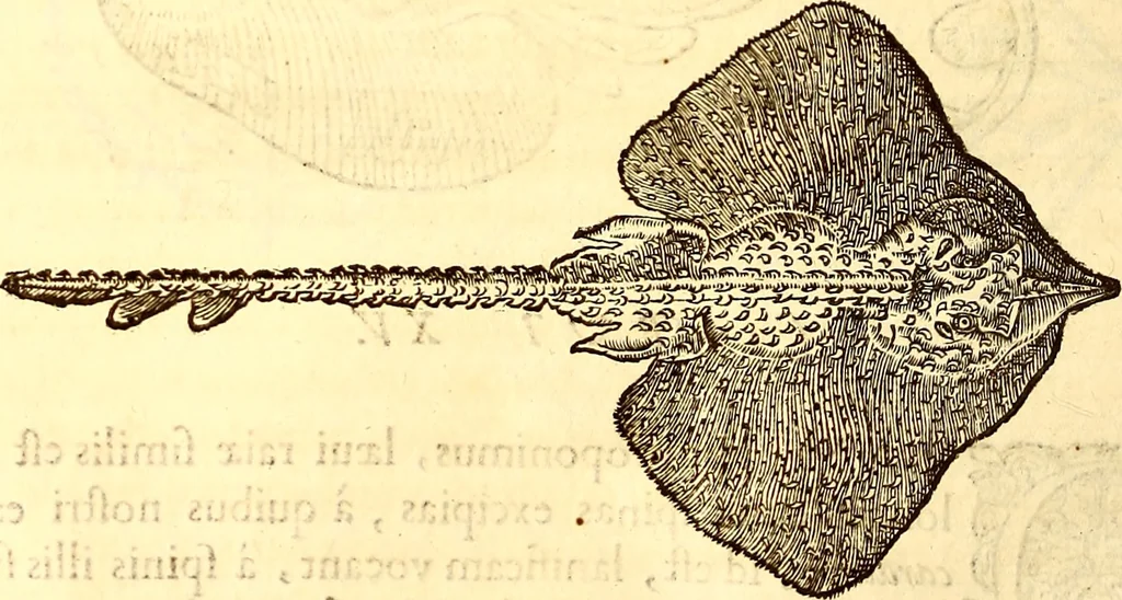 An illustration from Gvlielmi Rondeletii ... Libri de piscibus marinis, in quibus veræ piscium effigies expressæ sunt .., 1554, leaf 375
