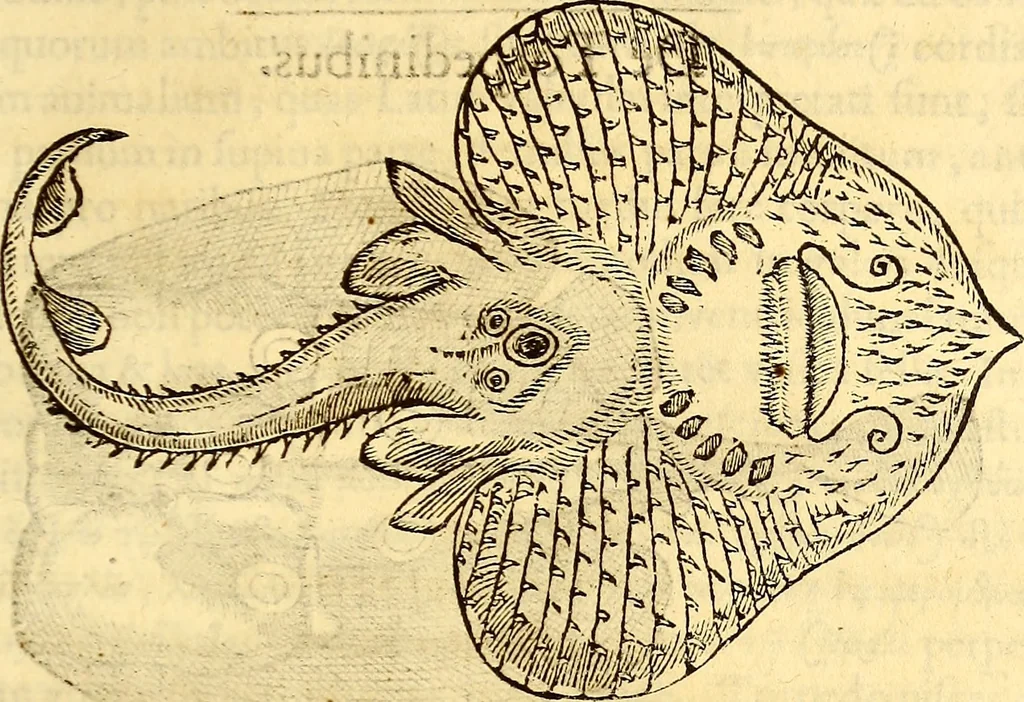 An illustration from Gvlielmi Rondeletii ... Libri de piscibus marinis, in quibus veræ piscium effigies expressæ sunt .., 1554, leaf 376