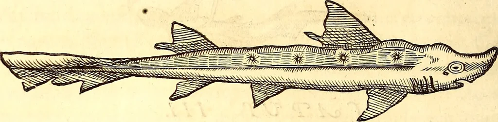 An illustration from Gvlielmi Rondeletii ... Libri de piscibus marinis, in quibus veræ piscium effigies expressæ sunt .., 1554, leaf 395