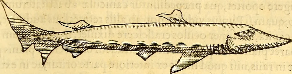 An illustration from Gvlielmi Rondeletii ... Libri de piscibus marinis, in quibus veræ piscium effigies expressæ sunt .., 1554, leaf 396