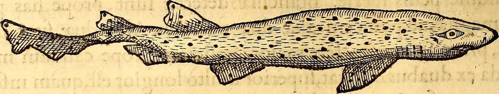 An illustration from Gvlielmi Rondeletii ... Libri de piscibus marinis, in quibus veræ piscium effigies expressæ sunt .., 1554, leaf 399
