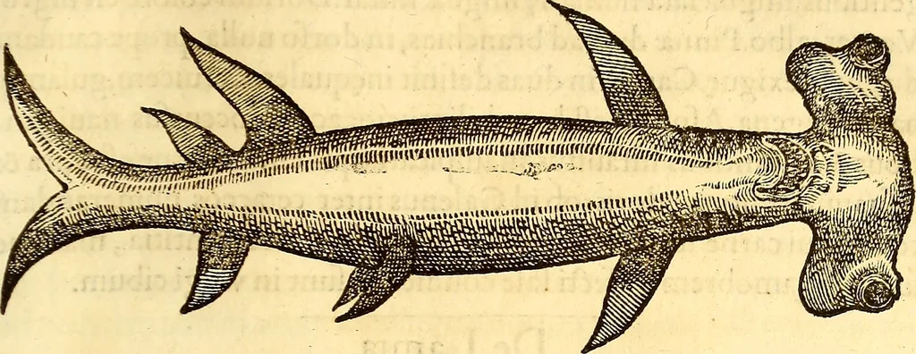 An illustration from Gvlielmi Rondeletii ... Libri de piscibus marinis, in quibus veræ piscium effigies expressæ sunt .., 1554, leaf 408