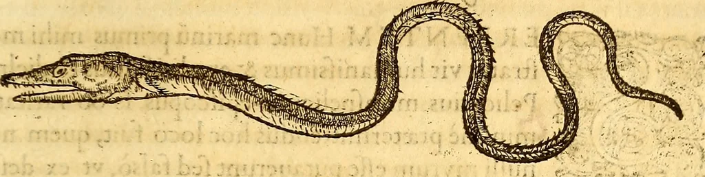 An illustration from Gvlielmi Rondeletii ... Libri de piscibus marinis, in quibus veræ piscium effigies expressæ sunt .., 1554, leaf 428