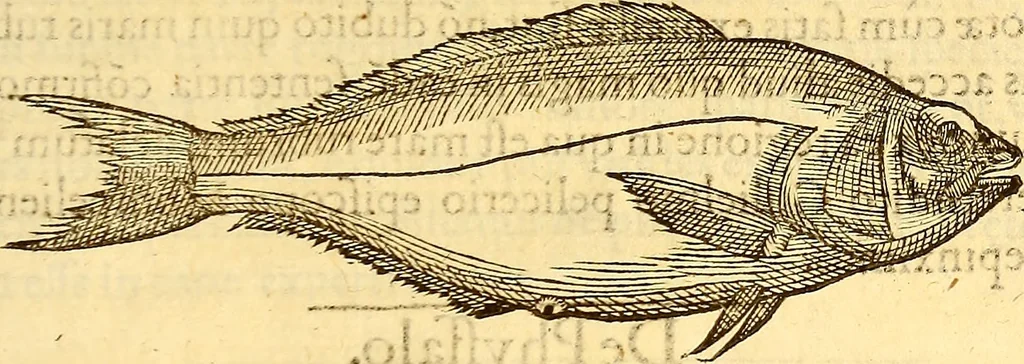 An illustration from Gvlielmi Rondeletii ... Libri de piscibus marinis, in quibus veræ piscium effigies expressæ sunt .., 1554, leaf 446
