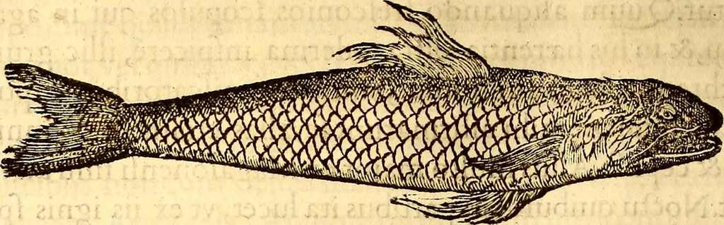 An illustration from Gvlielmi Rondeletii ... Libri de piscibus marinis, in quibus veræ piscium effigies expressæ sunt .., 1554, leaf 447