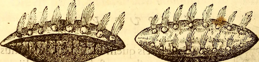 An illustration from Gvlielmi Rondeletii ... Libri de piscibus marinis, in quibus veræ piscium effigies expressæ sunt .., 1554, leaf 447