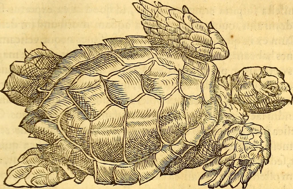 An illustration from Gvlielmi Rondeletii ... Libri de piscibus marinis, in quibus veræ piscium effigies expressæ sunt .., 1554, leaf 464