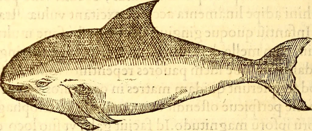 An illustration from Gvlielmi Rondeletii ... Libri de piscibus marinis, in quibus veræ piscium effigies expressæ sunt .., 1554, leaf 493