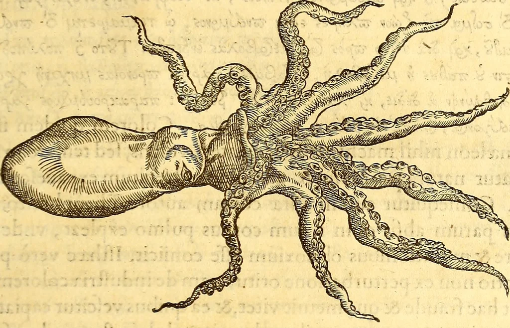 An illustration from Gvlielmi Rondeletii ... Libri de piscibus marinis, in quibus veræ piscium effigies expressæ sunt .., 1554, leaf 532