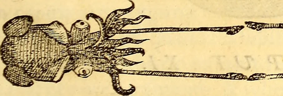 An illustration from Gvlielmi Rondeletii ... Libri de piscibus marinis, in quibus veræ piscium effigies expressæ sunt .., 1554, leaf 538