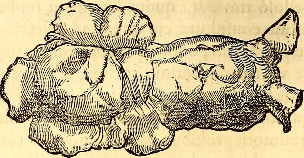 An illustration from Gvlielmi Rondeletii ... Libri de piscibus marinis, in quibus veræ piscium effigies expressæ sunt .., 1554, leaf 545