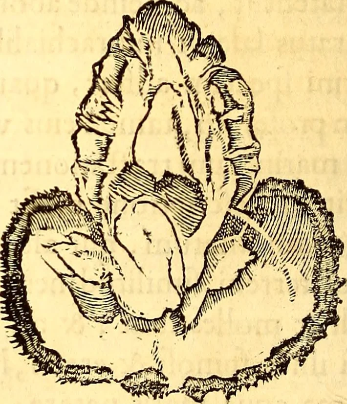 An illustration from Gvlielmi Rondeletii ... Libri de piscibus marinis, in quibus veræ piscium effigies expressæ sunt .., 1554, leaf 545