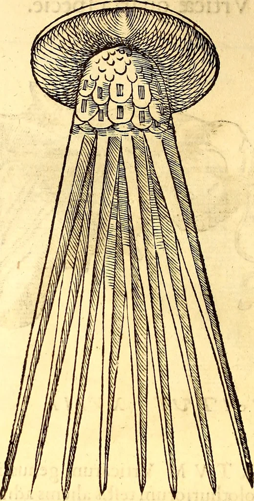An illustration from Gvlielmi Rondeletii ... Libri de piscibus marinis, in quibus veræ piscium effigies expressæ sunt .., 1554, leaf 551