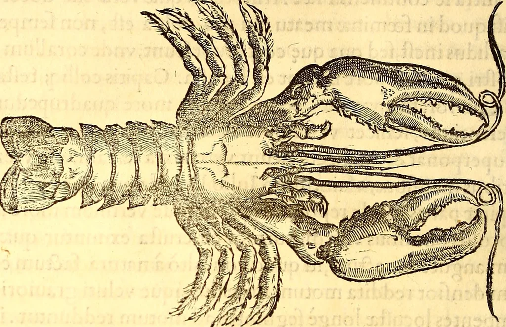 An illustration from Gvlielmi Rondeletii ... Libri de piscibus marinis, in quibus veræ piscium effigies expressæ sunt .., 1554, leaf 557