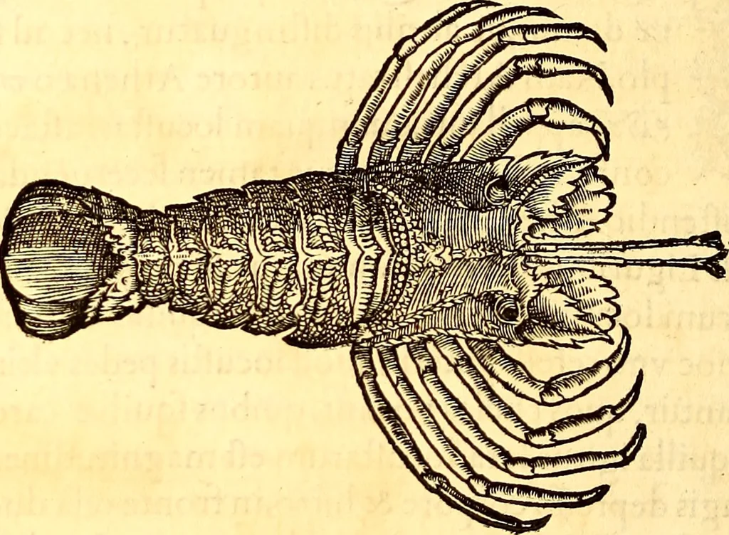 An illustration from Gvlielmi Rondeletii ... Libri de piscibus marinis, in quibus veræ piscium effigies expressæ sunt .., 1554, leaf 565