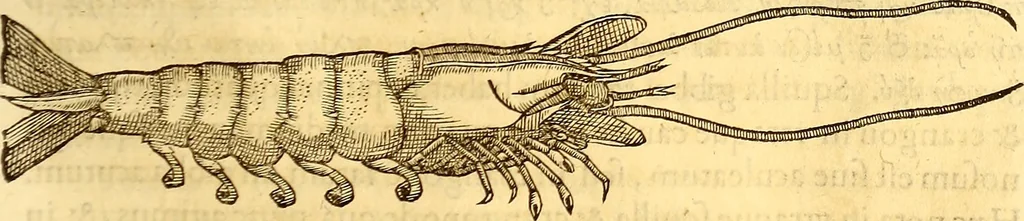An illustration from Gvlielmi Rondeletii ... Libri de piscibus marinis, in quibus veræ piscium effigies expressæ sunt .., 1554, leaf 566