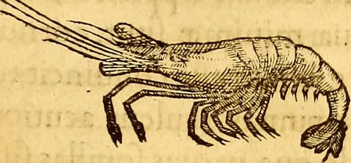 An illustration from Gvlielmi Rondeletii ... Libri de piscibus marinis, in quibus veræ piscium effigies expressæ sunt .., 1554, leaf 568