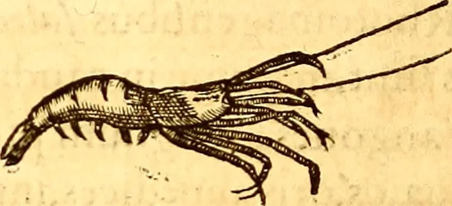 An illustration from Gvlielmi Rondeletii ... Libri de piscibus marinis, in quibus veræ piscium effigies expressæ sunt .., 1554, leaf 569