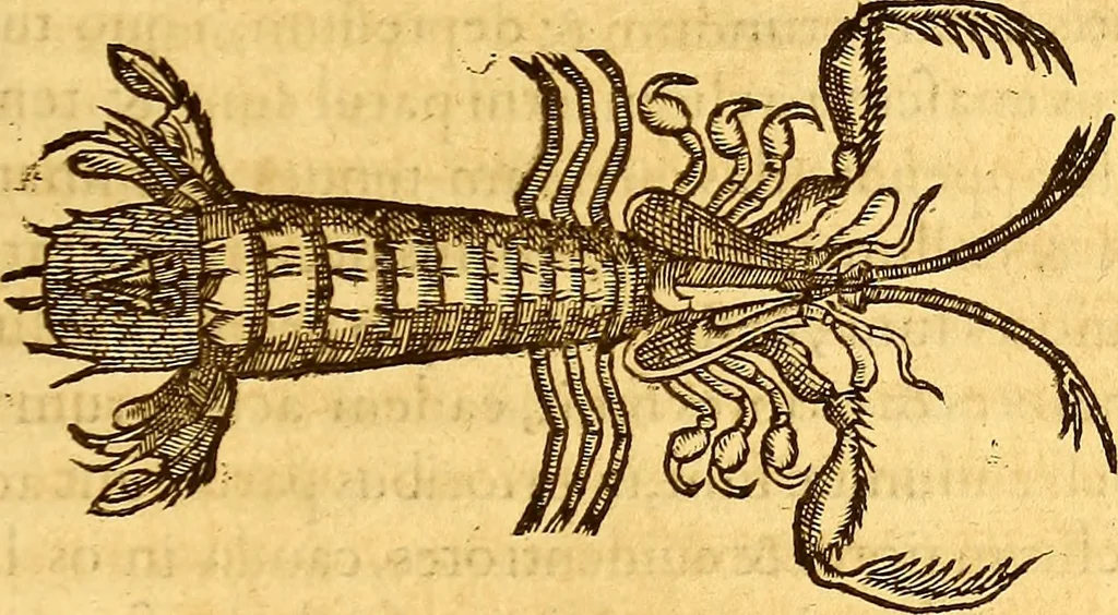 An illustration from Gvlielmi Rondeletii ... Libri de piscibus marinis, in quibus veræ piscium effigies expressæ sunt .., 1554, leaf 570