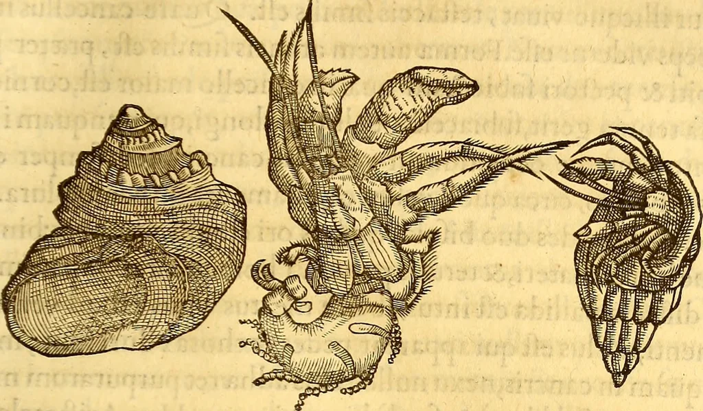 An illustration from Gvlielmi Rondeletii ... Libri de piscibus marinis, in quibus veræ piscium effigies expressæ sunt .., 1554, leaf 572