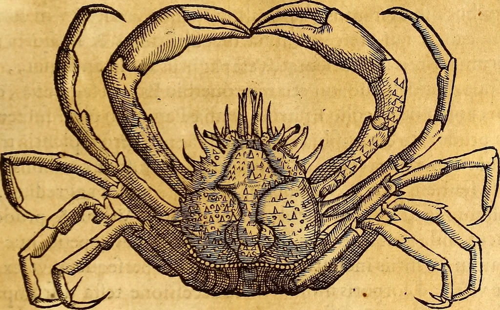 An illustration from Gvlielmi Rondeletii ... Libri de piscibus marinis, in quibus veræ piscium effigies expressæ sunt .., 1554, leaf 580