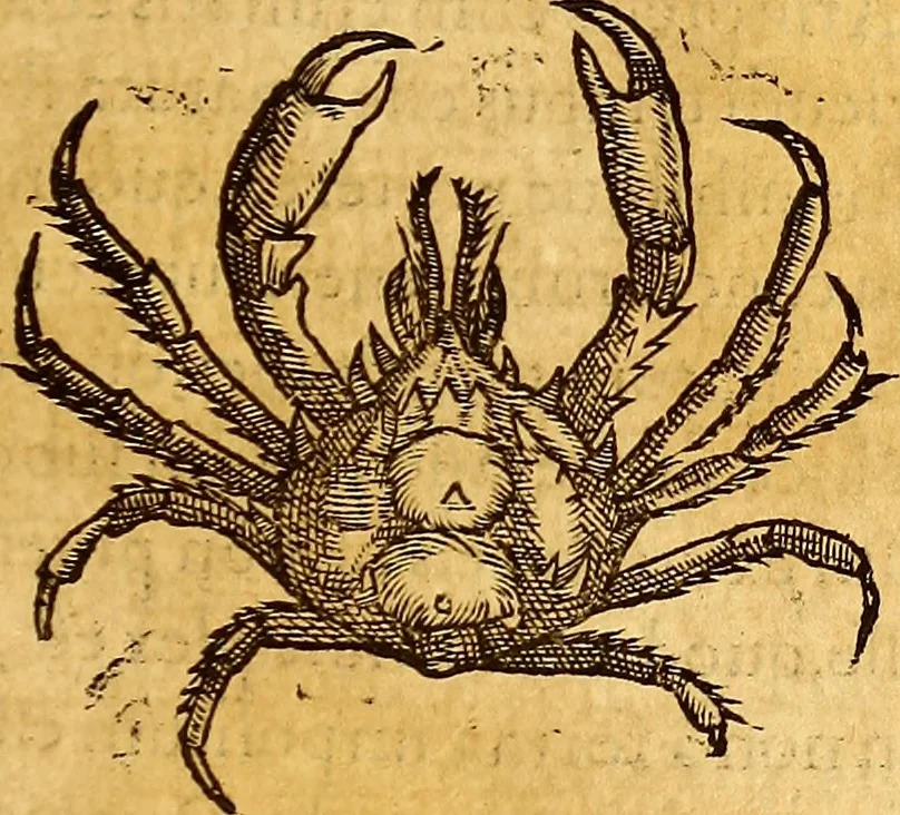 An illustration from Gvlielmi Rondeletii ... Libri de piscibus marinis, in quibus veræ piscium effigies expressæ sunt .., 1554, leaf 582