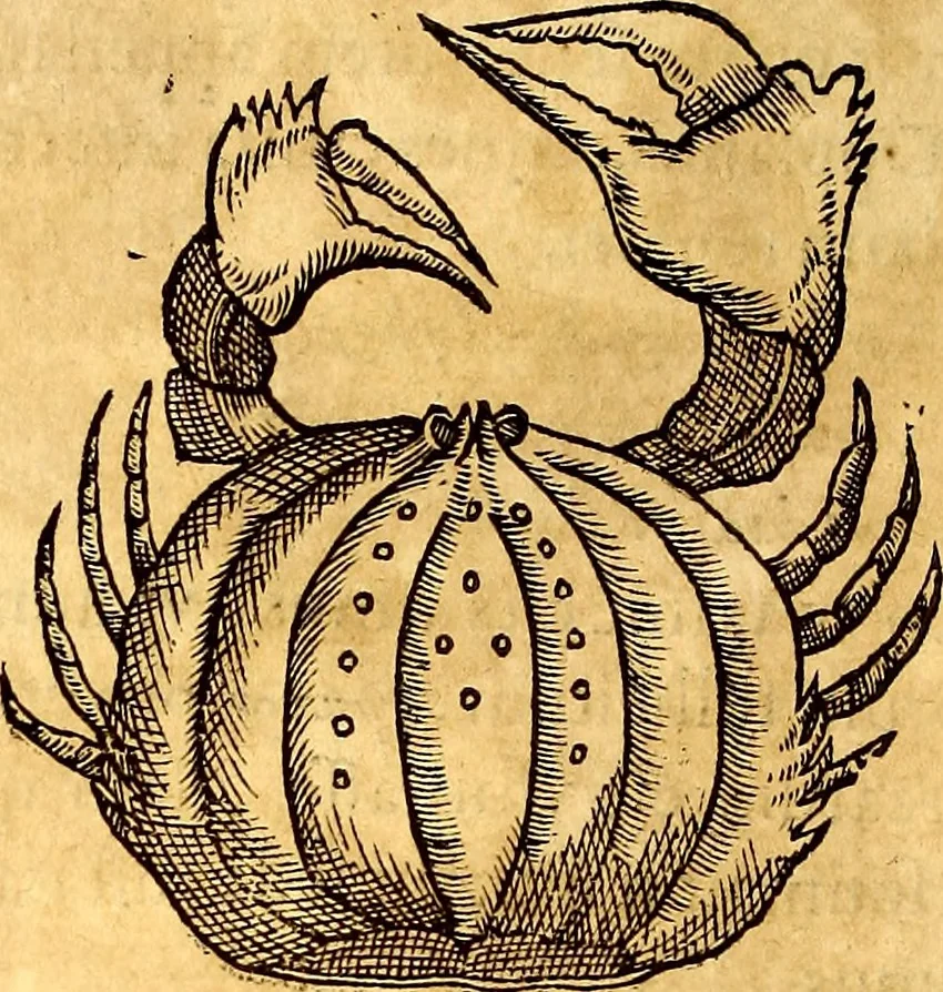 An illustration from Gvlielmi Rondeletii ... Libri de piscibus marinis, in quibus veræ piscium effigies expressæ sunt .., 1554, leaf 583