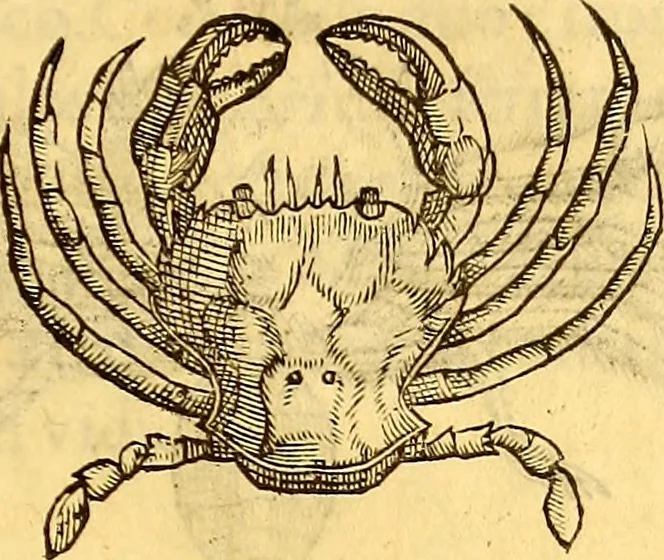 An illustration from Gvlielmi Rondeletii ... Libri de piscibus marinis, in quibus veræ piscium effigies expressæ sunt .., 1554, leaf 584