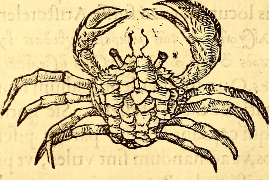 An illustration from Gvlielmi Rondeletii ... Libri de piscibus marinis, in quibus veræ piscium effigies expressæ sunt .., 1554, leaf 585