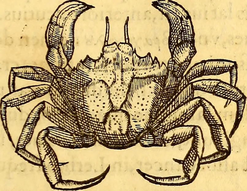 An illustration from Gvlielmi Rondeletii ... Libri de piscibus marinis, in quibus veræ piscium effigies expressæ sunt .., 1554, leaf 586