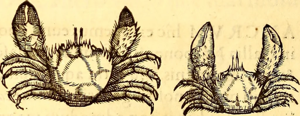 An illustration from Gvlielmi Rondeletii ... Libri de piscibus marinis, in quibus veræ piscium effigies expressæ sunt .., 1554, leaf 587