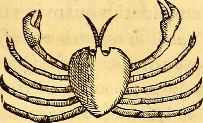 An illustration from Gvlielmi Rondeletii ... Libri de piscibus marinis, in quibus veræ piscium effigies expressæ sunt .., 1554, leaf 588