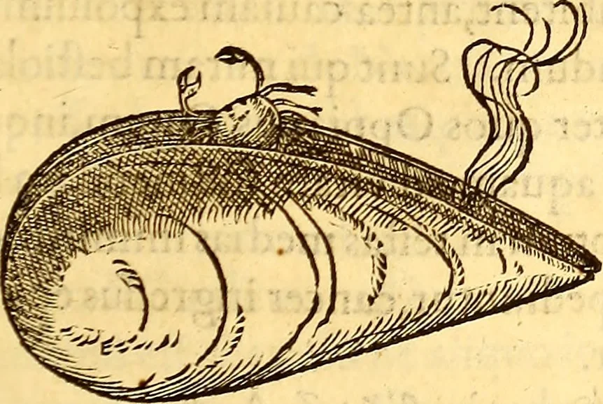 An illustration from Gvlielmi Rondeletii ... Libri de piscibus marinis, in quibus veræ piscium effigies expressæ sunt .., 1554, leaf 588