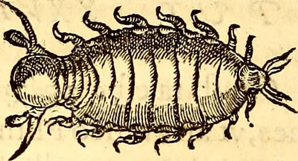 An illustration from Gvlielmi Rondeletii ... Libri de piscibus marinis, in quibus veræ piscium effigies expressæ sunt .., 1554, leaf 595