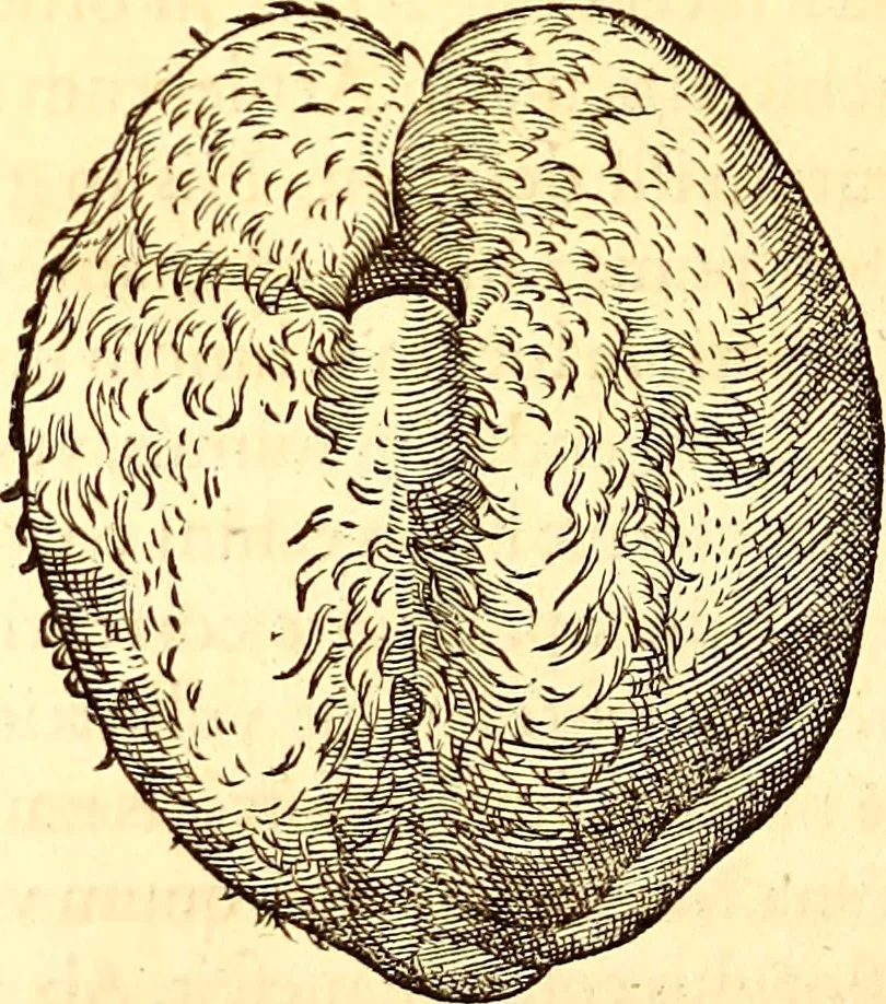 An illustration from Gvlielmi Rondeletii ... Libri de piscibus marinis, in quibus veræ piscium effigies expressæ sunt .., 1554, leaf 599