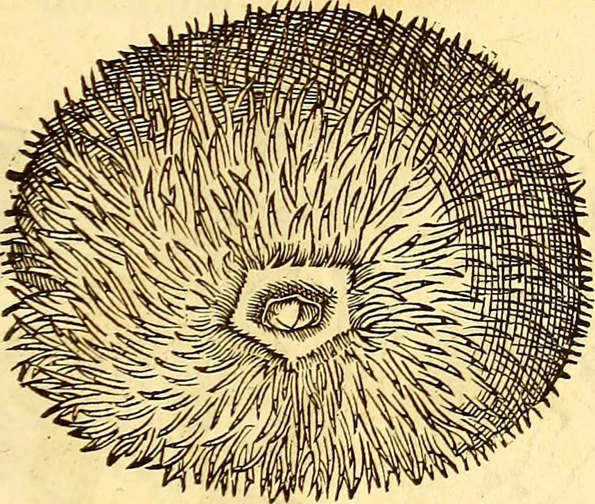 An illustration from Gvlielmi Rondeletii ... Libri de piscibus marinis, in quibus veræ piscium effigies expressæ sunt .., 1554, leaf 600