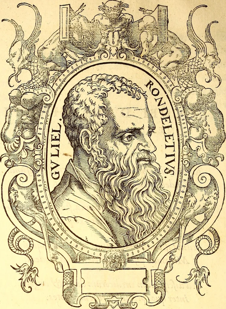 An illustration from Gvlielmi Rondeletii ... Libri de piscibus marinis, in quibus veræ piscium effigies expressæ sunt .., 1554, leaf 639